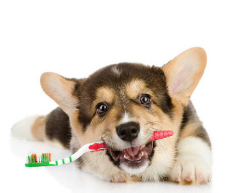 The Importance of Oral Healthcare for Dogs and Cats