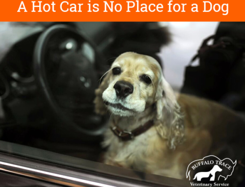 A Hot Car is No Place for a Dog