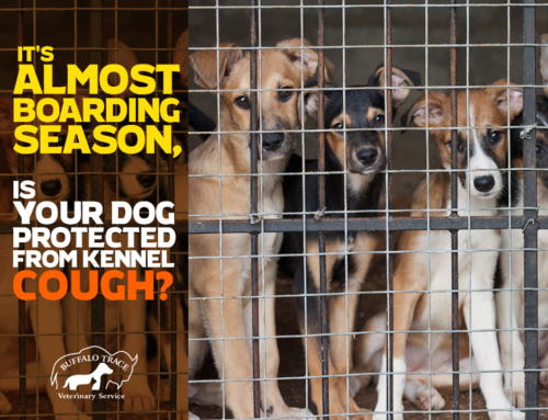 It’s Almost Boarding Season, is Your Dog Protected from Kennel Cough?