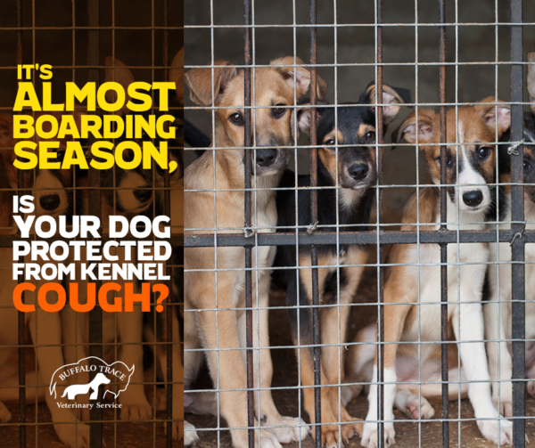 It's Almost Boarding Season, is Your Dog Protected from Kennel Cough