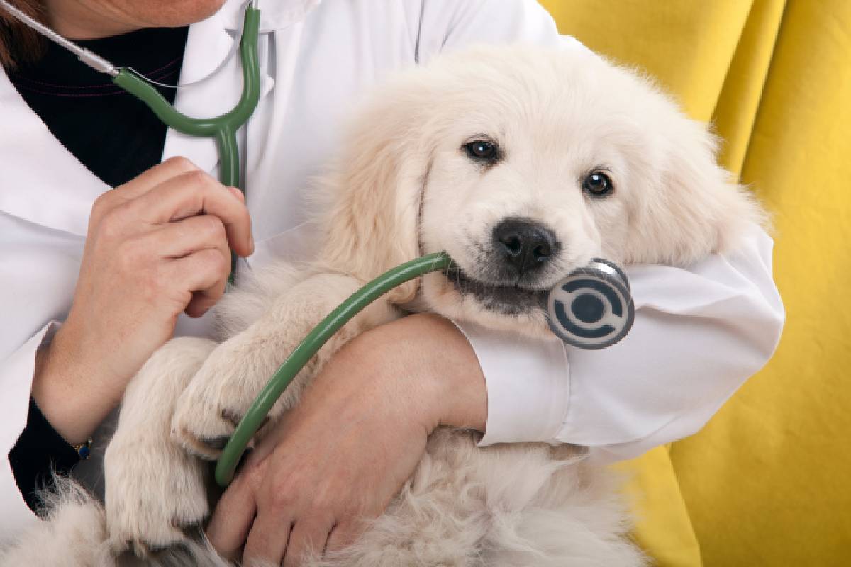 A puppy in a vet’s arms, playing with a stethoscope near Versailles, Kentucky (KY).