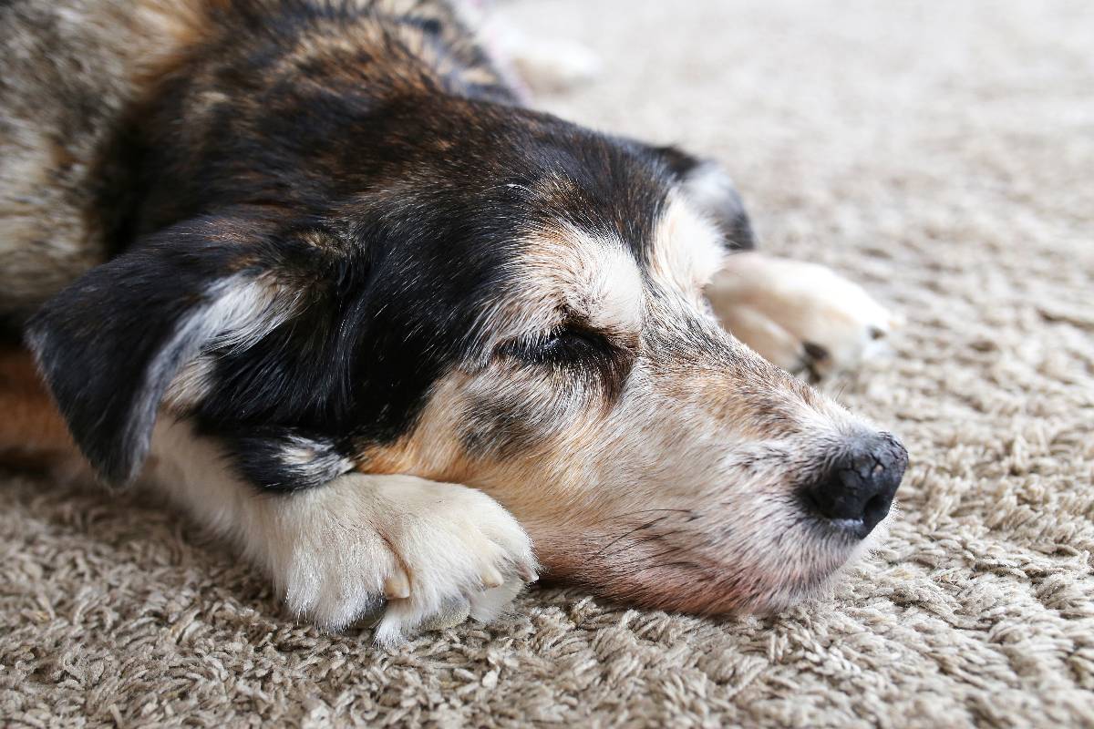 a-senior-dog-sleeping-on-a-carpet-near-versailles-kentucky-ky-1200px A senior dog sleeping on a carpet near Versailles, Kentucky (KY)