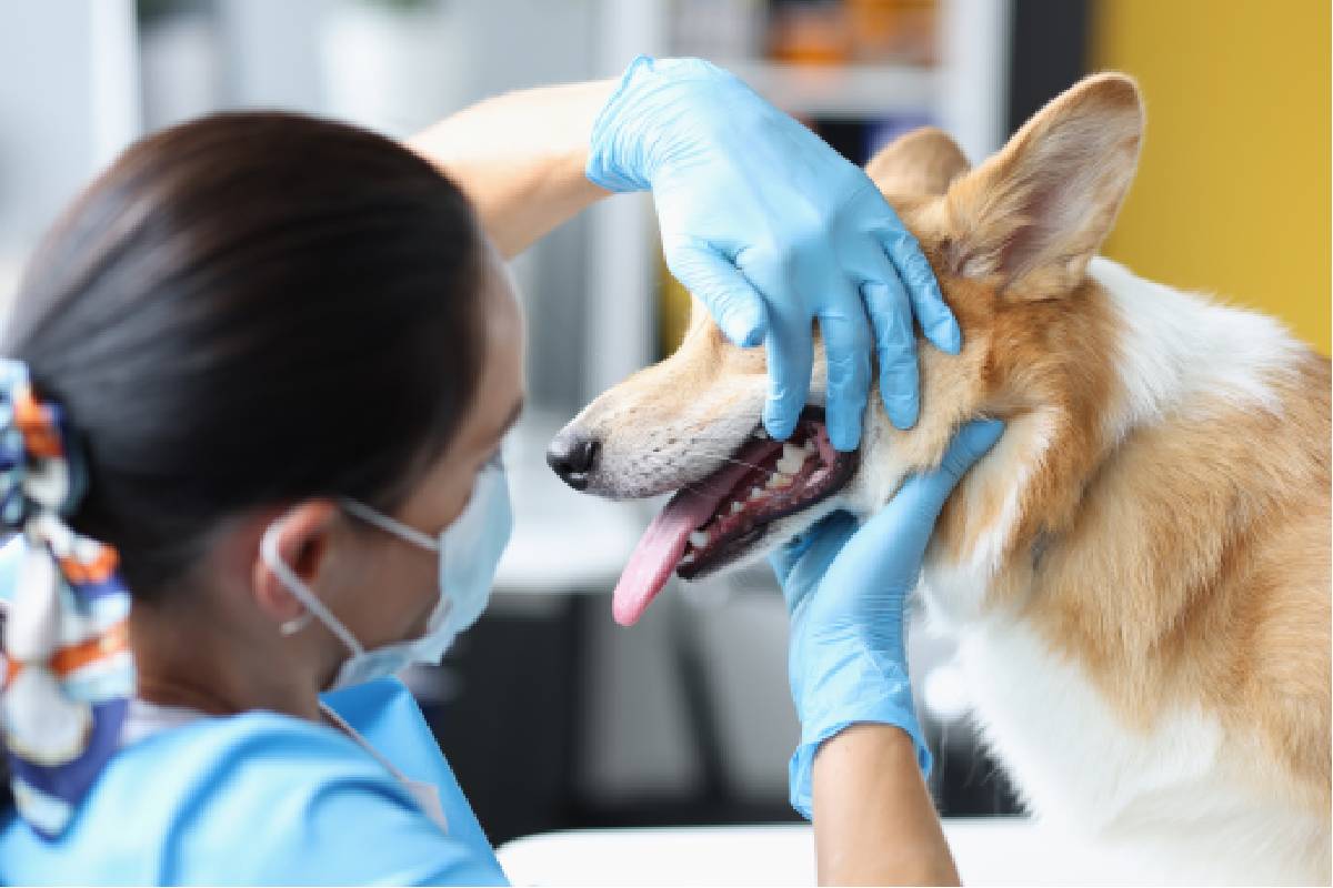 a-veterinarian-looking-at-a-dog-s-teeth-near-versailles-kentucky-ky-1200px A veterinarian looking at a dog’s teeth near Versailles, Kentucky (KY)
