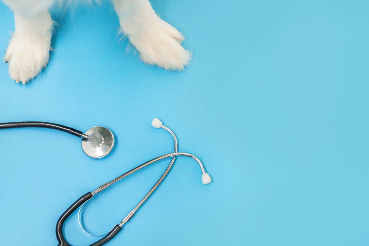 pet-paws-and-a-stethoscope-near-versailles-kentucky-ky-1200px Pet paws and a stethoscope near Versailles, Kentucky (KY)