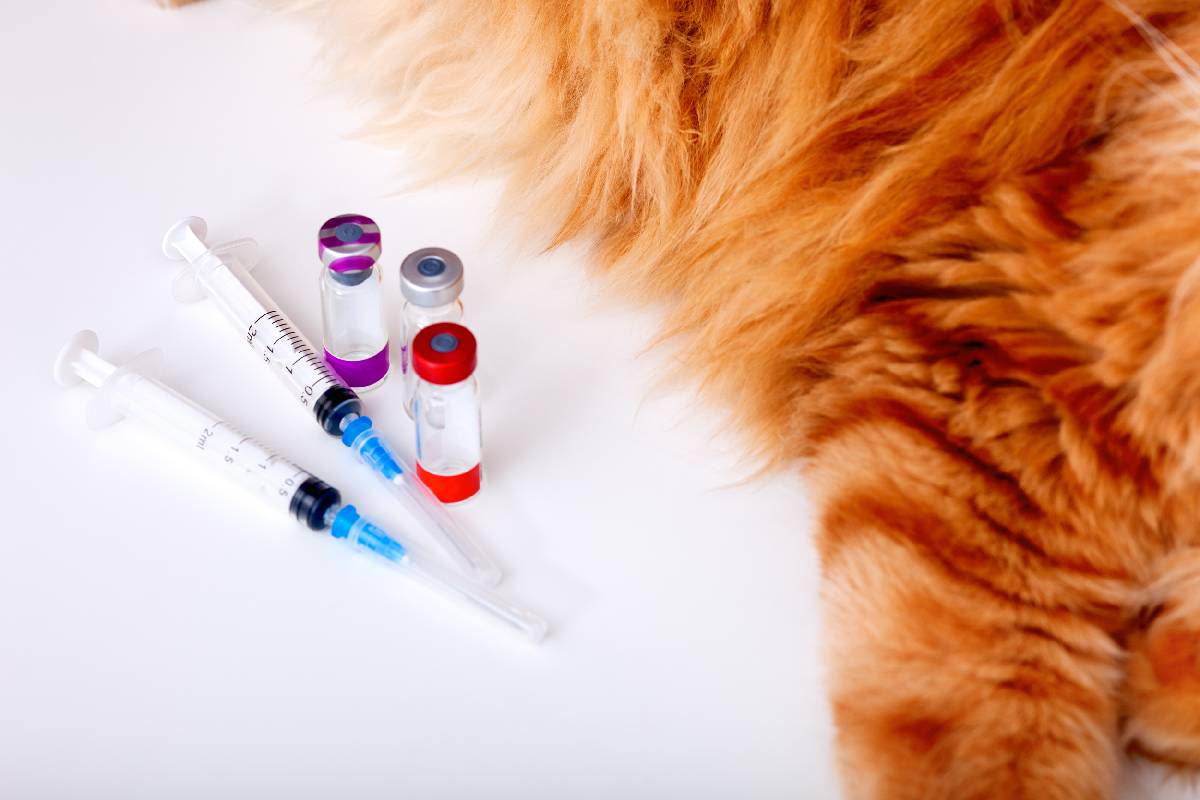 pet-vaccine-vials-and-a-pet-near-versailles-kentucky-ky-1200px Pet vaccine vials and a pet near Versailles, Kentucky (KY)