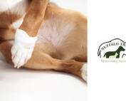 A dog with a raised and bandaged paw near Versailles, Kentucky