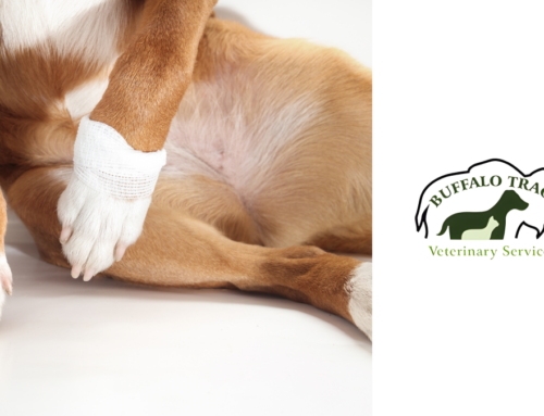 Why Is My Dog Limping? A Canine Osteoarthritis & Diet Guide