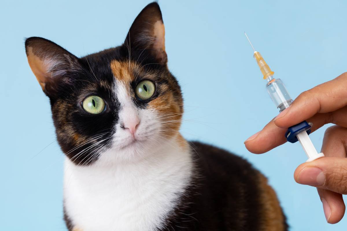 Close up of hand holding syringe and kitten looking to represent periodic cat vaccines near Versailles, KY