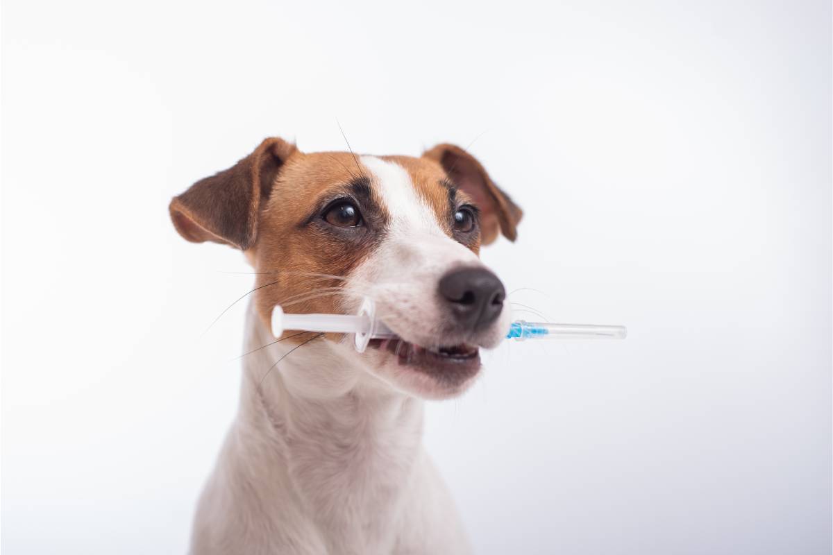 Jack Russell Terrier with a syringe in his mouth to represent periodic dog vaccines near Versailles, KY