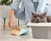 A cat in a litter box.