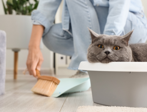 Cat Urinary Problems: Symptoms Every Owner Should Know