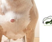 Senior Pitbull with abscess or lump on chest