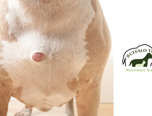 Lumps Under Dog Skin: What They Mean and When to See a Vet