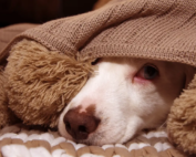 A dog under a blanket as if it is experiencing pet storm anxiety.