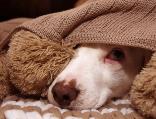 Calming an Anxious Dog During Storms and Fireworks
