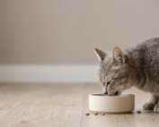 Gray cat eating dry food from ceramic bowl on the floor