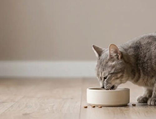 Cat Acne: What Those Black Spots on Your Cat’s Chin Mean