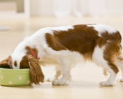 A happy dog eating specialized food.