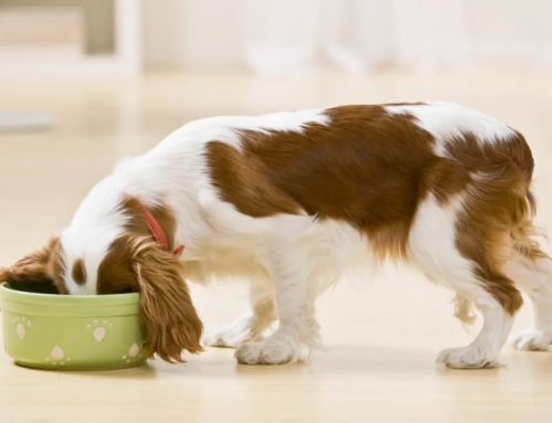 Best Dog Food for Allergies & Other Health Issues
