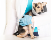 Veterinarian gently holding a dog wearing a recovery cone.